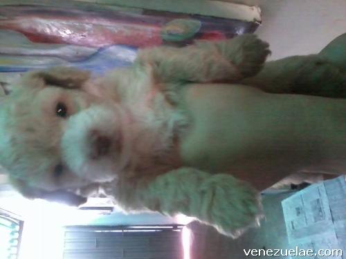 Venta de cachorros poodle