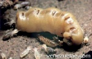 Fumigaciones Erradicamos Comején Polillas Termitas