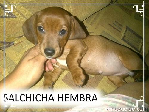 Cachorros salchichas