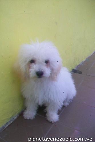 Cachorro de 5meses raza puddler
