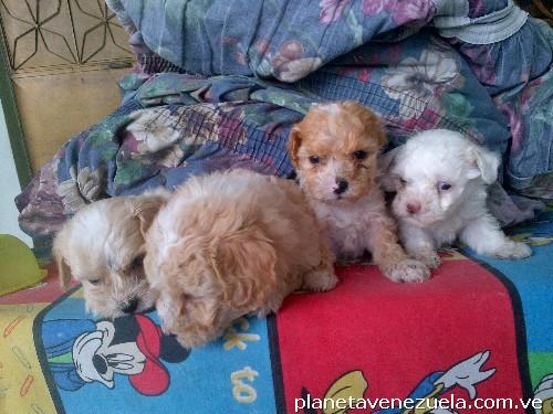 Bellos poodles