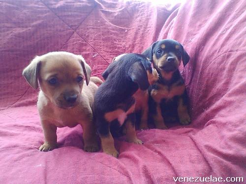 Vendo hermosos cachorros teckel