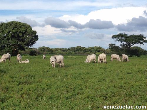 Finca hato hacienda guárico oportunidad
