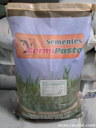 Semillas de pasto certificadas