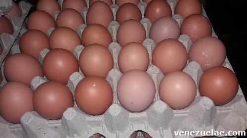 Venta de cajas de huevos al mayor