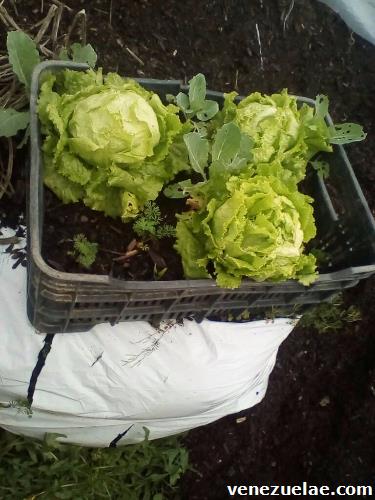 Semillas de lechuga americana