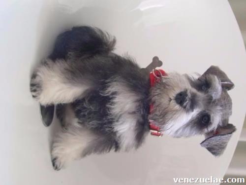 Venta cachorros schnauzer