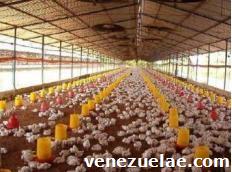 Pollos vivo desde la granja