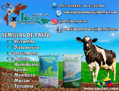 Semillas de pasto