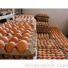Huevos por caja para revendedores Maracay.