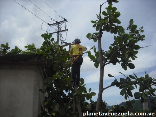 Podas Y Tala De Árboles