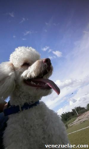 Perro poodle extraviado!