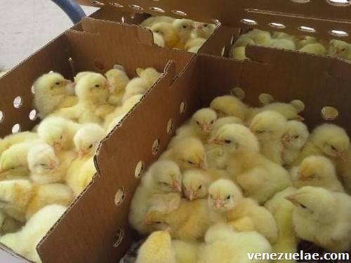 Venta De Pollo Engorde Bebes