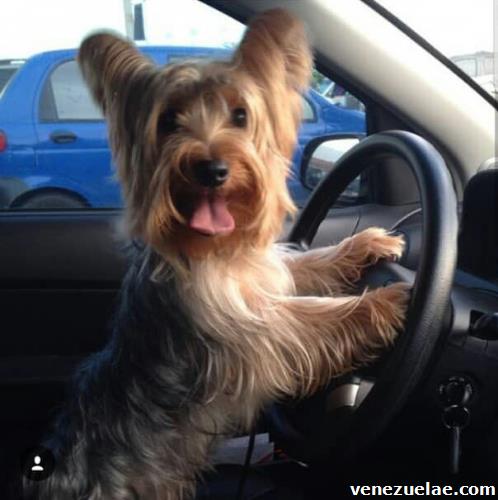 Venta de yorkshires terrier