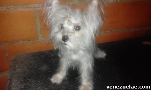 Yorkshire para monta