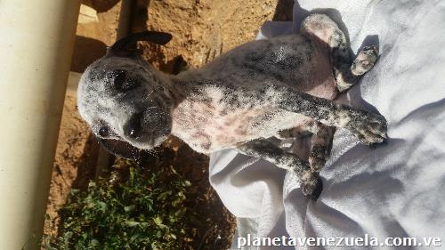 Cachorros Dálmatas