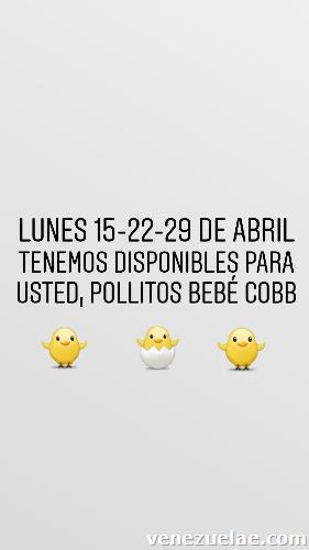 Venta de Pollitos bebé Cobb