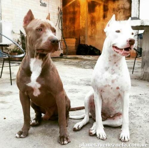 Vendo Cachorros De Todas Las Razas