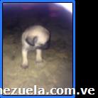 Vendo Pincher Pug Carlino Cocker Y Salchicha