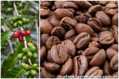 Venta de Café Criollo o Molido