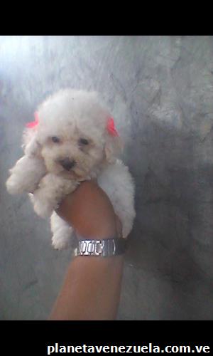 Compro cachorros de perros de raza
