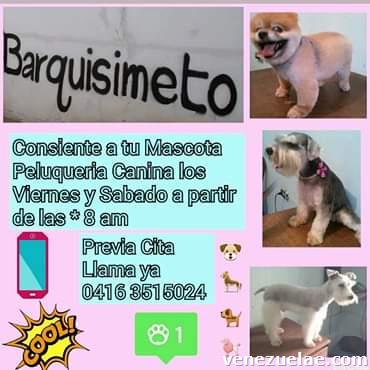 Servicio De Peluquería Canina Consciente A Tu Mascota