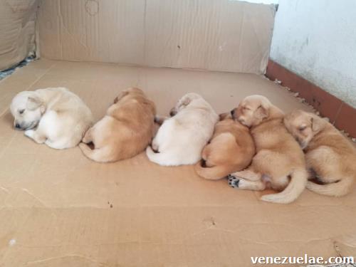 Cachorros Golden Retriever