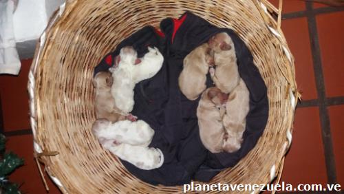 Venta de cachorros cocker son 9