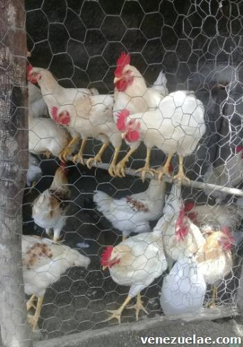 Venta De Gallos Y Pollos Blancos En San Felipe Yaracuy