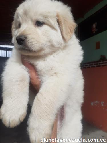Venta de cachorros