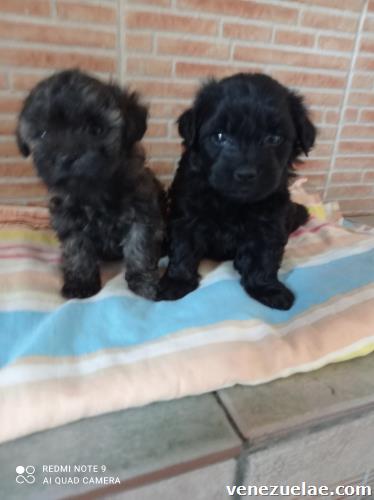 Vendo cachorros Rottweiler, pinscher miniatura, poodle minitoy , Yorkshire terrier.