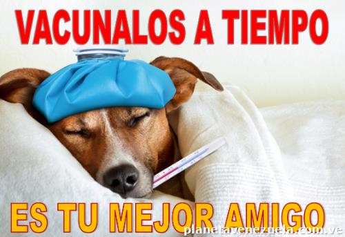 Vacunas De Cachorros