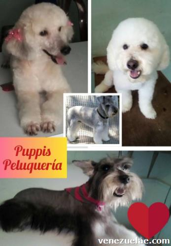 Cursos De Estilista Canino / Curso Básico De Peluquería Canina.