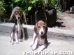 (cachorros) Vendo hermoso cazar de cachorros Beagle tricolor puro con Sabueso