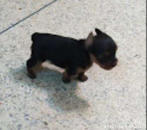 Yorkshire Terrier