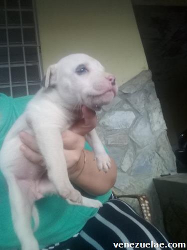 Vendo perros pitbull 100% puros