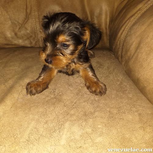 Cachorra yorkshire