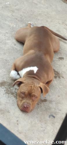 Busco novia para mi pitbull