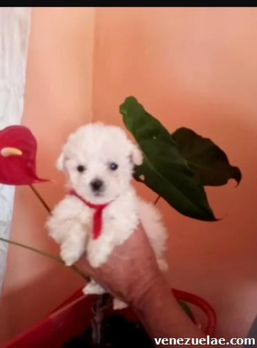 Poodle mini toys