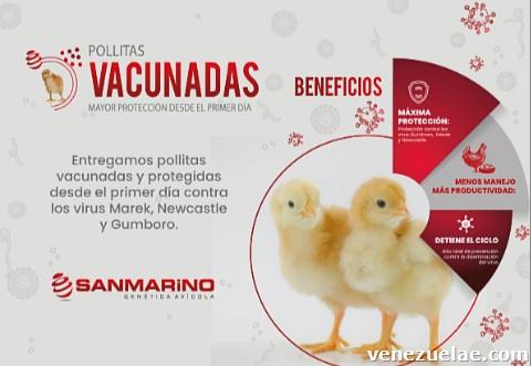 Se venden Pollitas