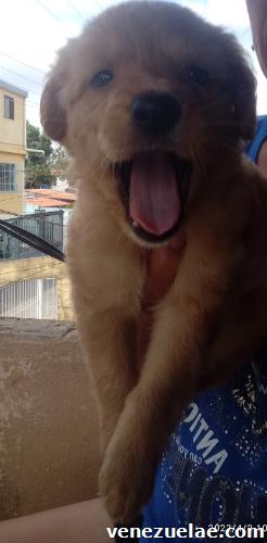 Cachorro Golden en venta