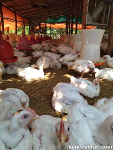 Venta Pollos Vivos