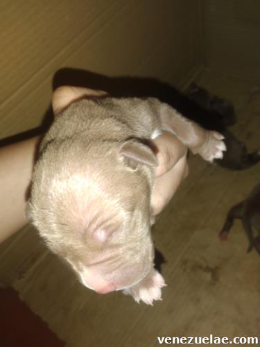 Venta de cachorros pitbull 100% puros