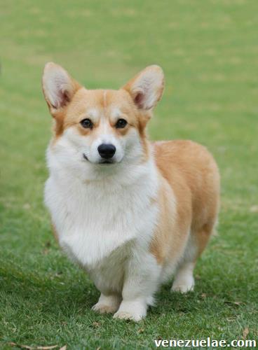 Busco perro de raza Corgi gales