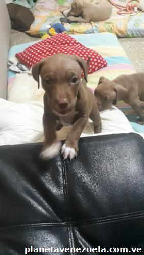 Venta de cachorros pitbull