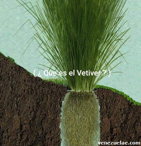 Vetiver venezuela