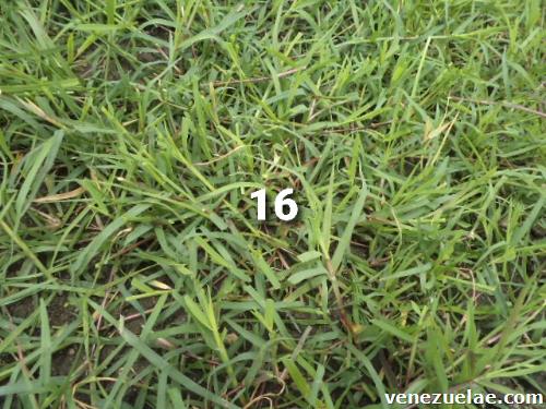 Grama bermuda grass venezuela