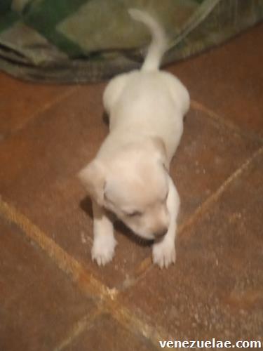 Cachorros salchichas Jackshund