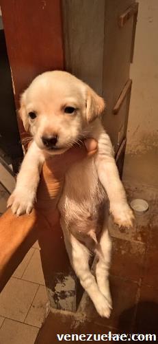 Cachorros salchichas hermosos un mes de nacido número 04128527329