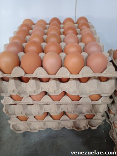 Venta De Huevos Al Mayor